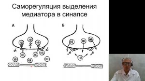 Нормальная физиология 2. Полярный закон. Закон электротона
