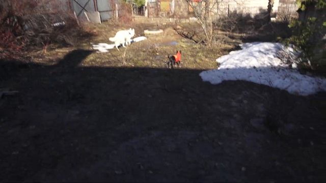 Неспешная прогулка по даче в апреле смотреть онлайн