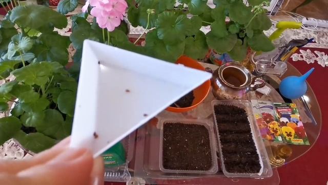 Посев виолы на рассаду. смотреть онлайн