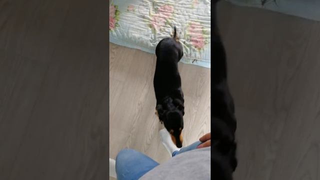 Дрессировка таксы смотреть онлайн