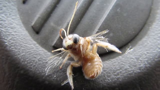 Canon Powershot sx510 hs - Zero Macro Video Test смотреть онлайн