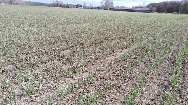 Рыхление чеснока с трактором Т 25 смотреть онлайн