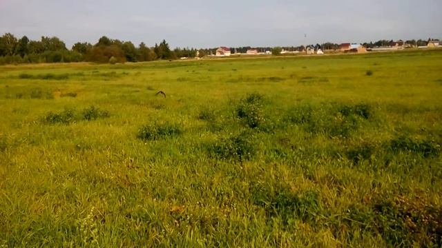 Ласточка вместе со стрижами... смотреть онлайн