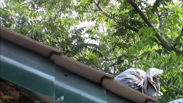 Горох как сидерат и зелёное удобрение! Всё работает!!! смотреть онлайн