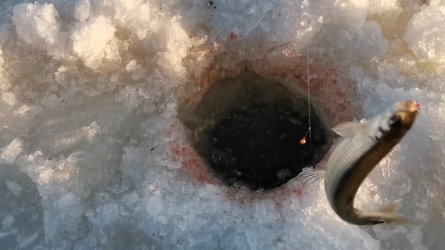 Рыбалка на Сахалине. Корюшка Лёд 2022. Семейный выезд на рыбалку. (Корюшка молоротая). смотреть онлайн