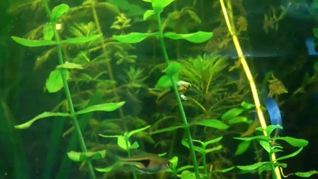 Rasbora hengeli zetten eitjes af смотреть онлайн