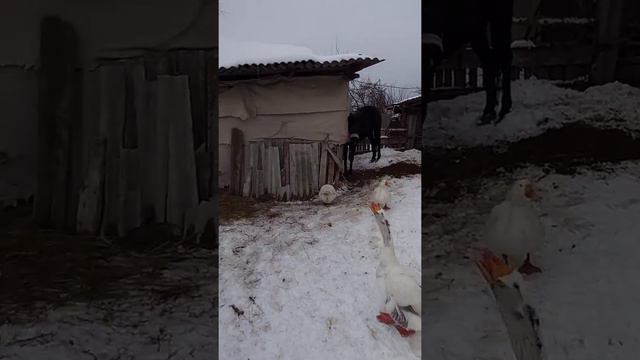 Женщины Вы наши,с 8 марта 💐💐💐счастья вам и здоровья 🥰 🥰 🥰 смотреть онлайн