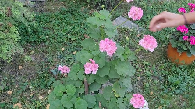 Композиции из Герани. Идеи для ландшафтного дизайна смотреть онлайн