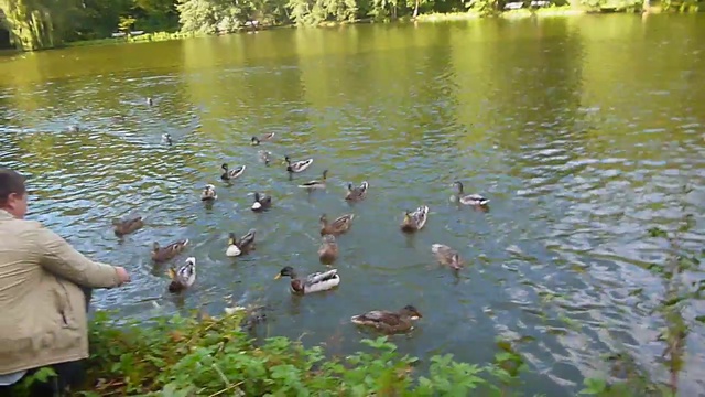 Голодные Утки