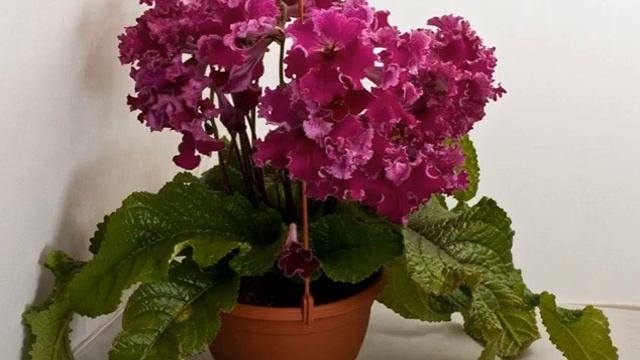 Стрептокарпус DS 2080 и другие сорта селекции Dimetris