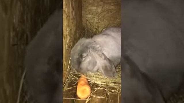 Самка баран