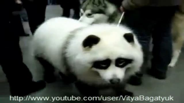 Большая пандовая собака! смотреть онлайн