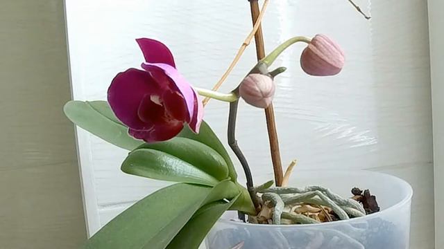 Раскрытие цветка фаленопсиса Timelaps