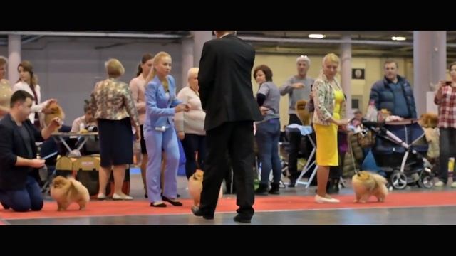 Монопородная выставка Немецкий шпиц смотреть онлайн