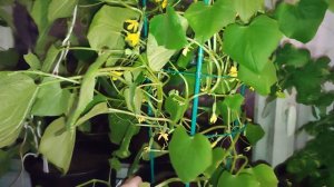 Огурец Трюкач на окне