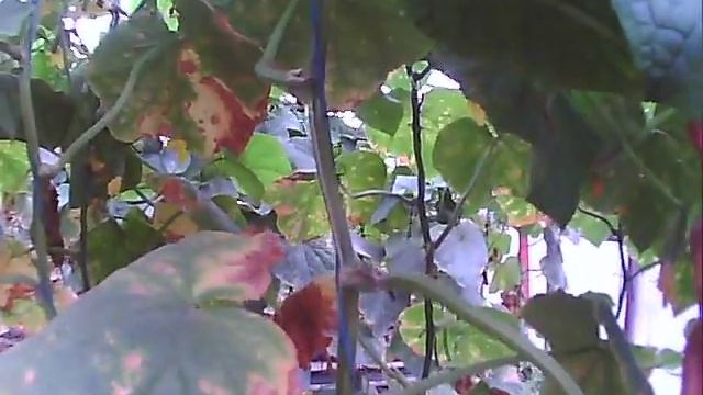 оурец ленара на 9 августа смотреть онлайн