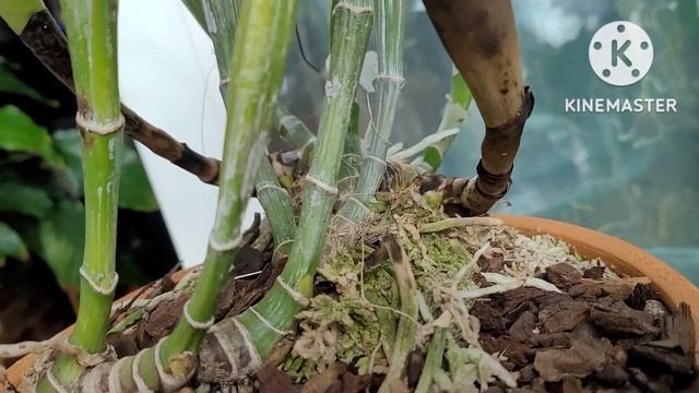 Cattleya Eldorado первое домашнее цветение.