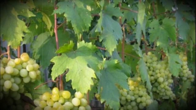 Виноград сорта валек особенности выращивания и ухода смотреть онлайн