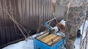 Итог Экстремальной  зимовки пчёл породы Карника в Сибири, на улице, под снегом.