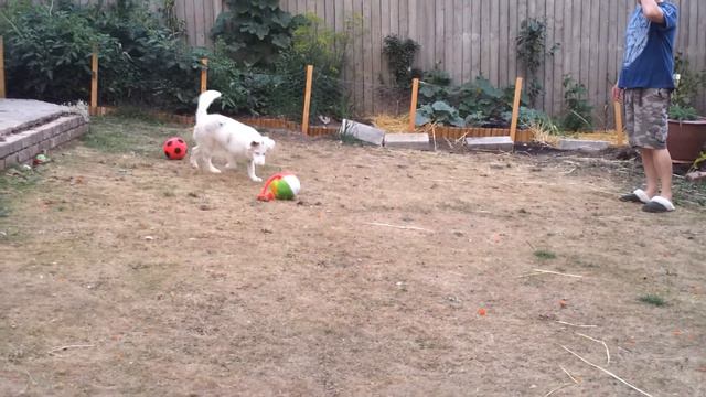Border collie playing football-1/Бордер колли играет в футбол -1 смотреть онлайн