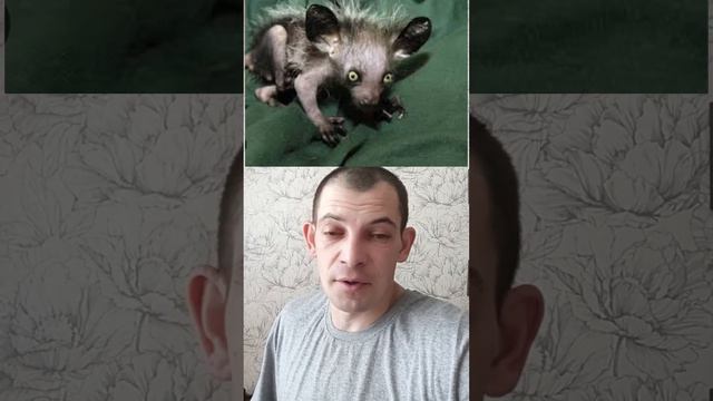 реальные покемоны или топ 5 необычных животных смотреть онлайн