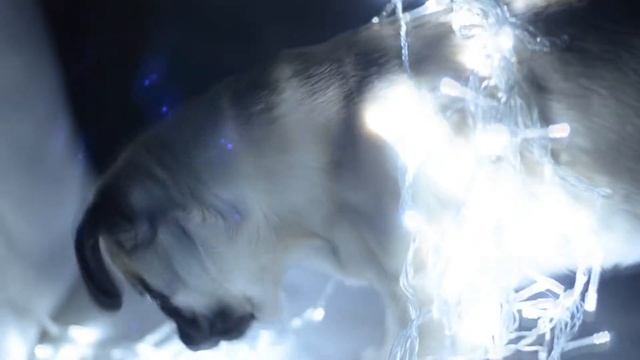 В гостях у мопса смотреть онлайн