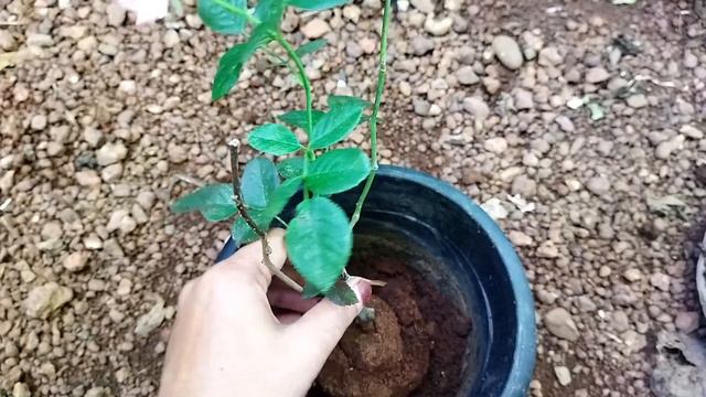 Rose plant care/Rose repoting Malayalam/rose flowering tips /best organic fertilizer for rose plant смотреть онлайн