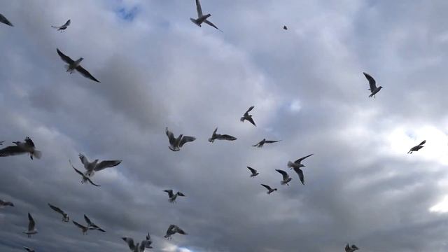 Поездка в Калининград Часть 3 Куршская коса, подводная лодка, музей океана смотреть онлайн