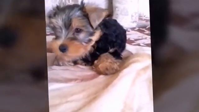 Мой щенок смотреть онлайн