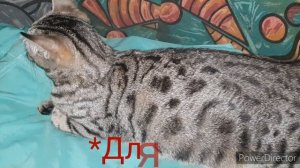 Бенгальская кошка роды