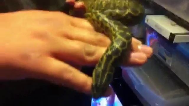 Baby Male Yellow Anaconda update смотреть онлайн