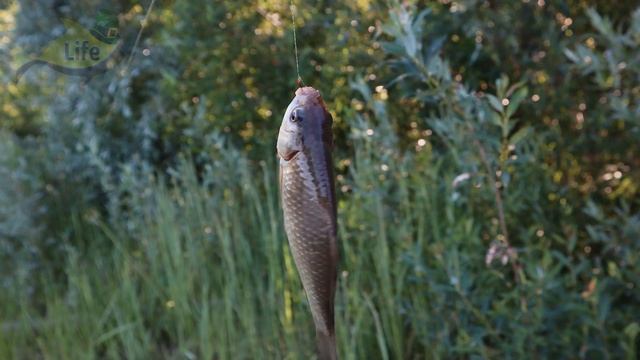 Теперь ловлю карася в августе по многу! Спасибо дедушке с водоема всего за 3 совета. смотреть онлайн