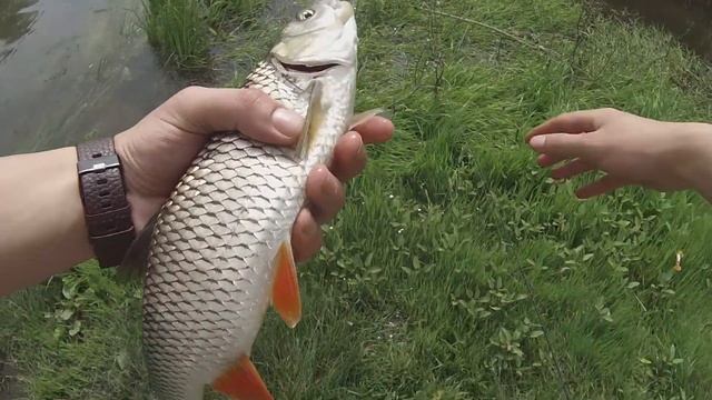 ГОЛАВЛЬ НА СПИННИНГ! РЫБАЛКА НА СЕВЕРСКОМ ДОНЦЕ МАЙ 2021 ГОДА. УЛЬТРАЛАЙТ. смотреть онлайн
