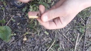 ПРИВИВАЕМ ЧЕРЕШНЮ НА СЛИВУ !)САМЫЙ ПРОСТОЙ СПОСОБ ПРИВИВАНИЯ ?