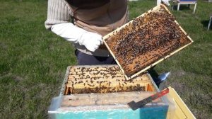 Вывод маток часть 2.  Делаем отводок на старую матку.  Переносим личинки.