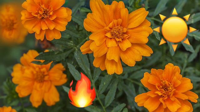 Розвиток мовлення "Осінні квіти чарівні" Група "Червона шапочка" смотреть онлайн