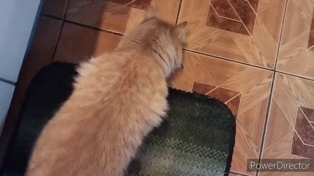 Славянск.06.12.22. Закупка.Готовлю закуски. День рождения в темноте смотреть онлайн