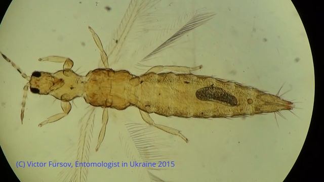 Трипс Под Микроскопом: История Про Калифорнийского Трипса в Украине