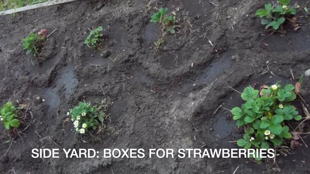 Urban Permaculture In Saskatoon