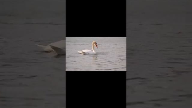 прилетіли лебеді смотреть онлайн