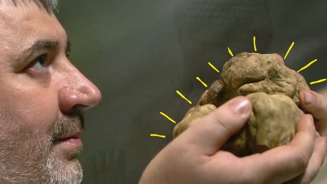 Гриб на миллион или самые дорогие грибы Мира! смотреть онлайн