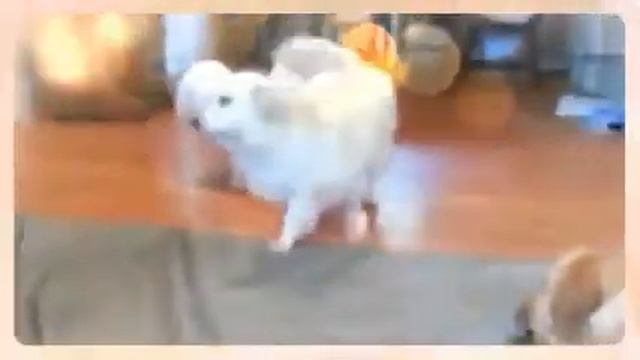 Livin' La Vida Loca, at Aunt Aud's Sit Stay & Play смотреть онлайн