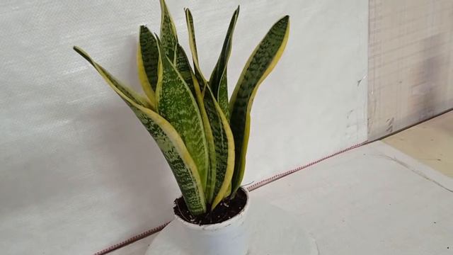 SKU - SGCN177, Sansevieria Futura Superba Green Yellow Color Plant смотреть онлайн