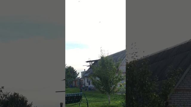 Ленинаканские голуби август 2017 Забелин Сергей 89162819081 смотреть онлайн
