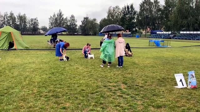 Лучший Бейби выставки собак - наша чихуахуа Леся Джуди Тейлор - 30.06.2022 - питомник чихуахуа смотреть онлайн