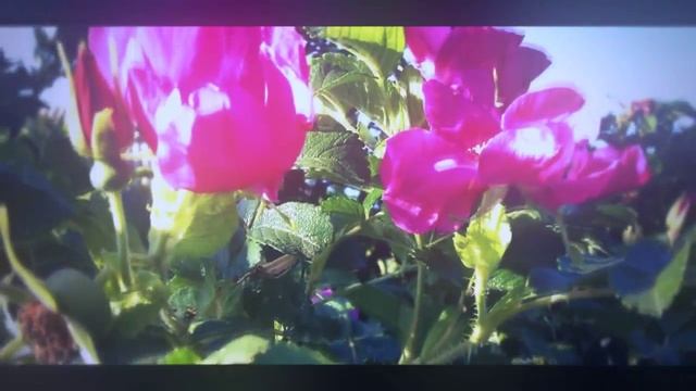 Sony Vegas Pro Magic Bullet Looks смотреть онлайн