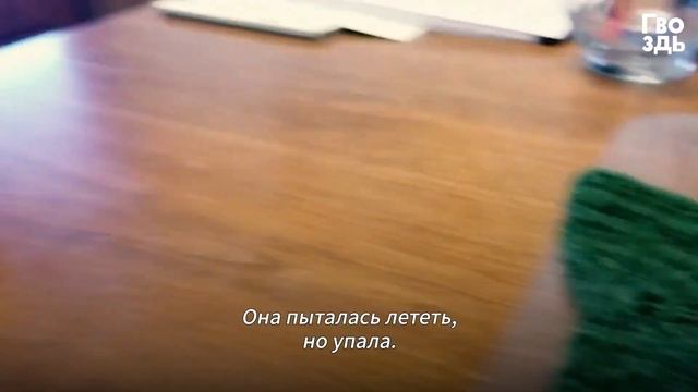 Девушка Приклеила Перышко к Поврежденному Крылу Бабочки. И Бабочка Взлетела! смотреть онлайн