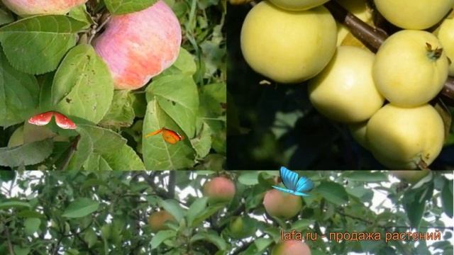 Яблоня обыкновенная Налив белый - Медуница ? обзор: как сажать, саженцы яблони смотреть онлайн