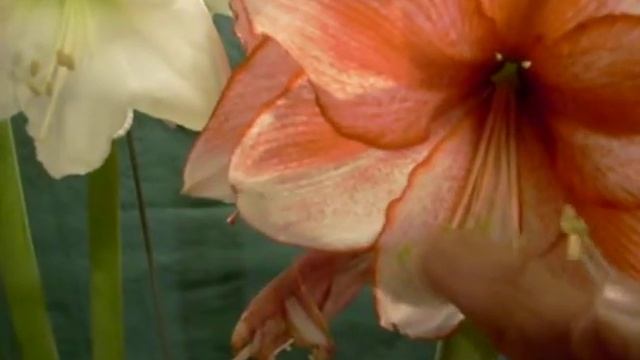 Charisma crossed with Christmas Gift amaryllis Hippeastrum bulb смотреть онлайн