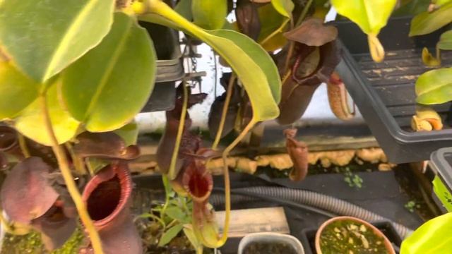 A Frozen Morning Nepenthes Greenhouse Tour смотреть онлайн